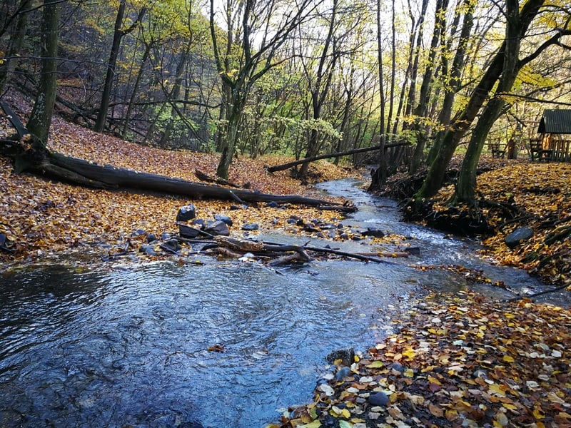 forest-autumn-fallen-leaves-stream-water-water-resources-1638008-pxhere.com